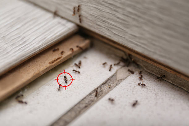 Reliable Copper Canyon, TX Pest Control Solutions