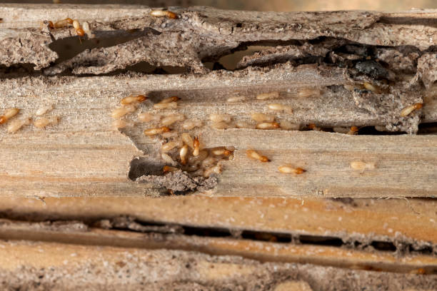 Best Pest Control Near Me  in Copper Canyon, TX