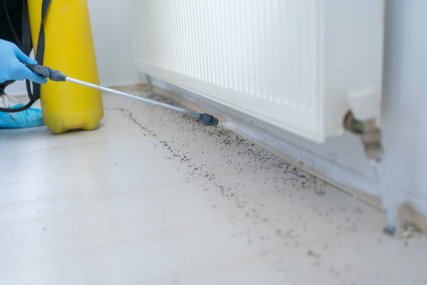 Best Mosquito Control Services  in Copper Canyon, TX